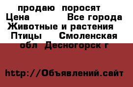 продаю  поросят  › Цена ­ 1 000 - Все города Животные и растения » Птицы   . Смоленская обл.,Десногорск г.